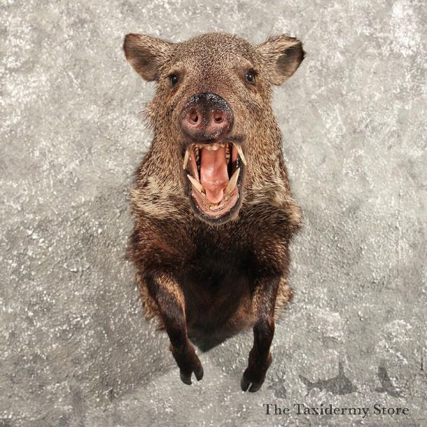 Collared Peccary Javelina Mount #10587 - For Sale - The Taxidermy Store