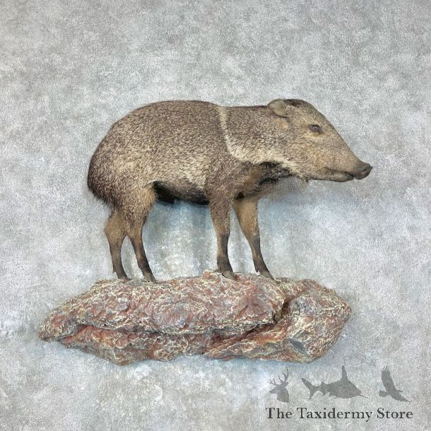 Peccary Life-Size Mount For Sale #26868 @ The Taxidermy Store