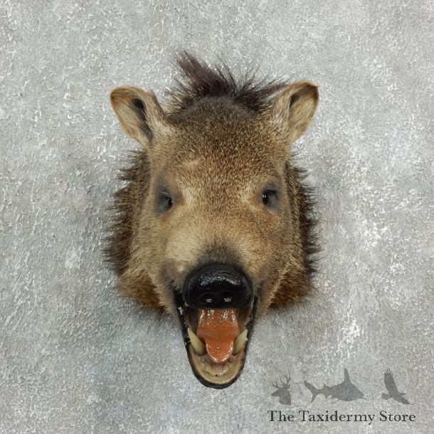 Peccary Taxidermy Mount For Sale #17670 @ The Taxidermy Store