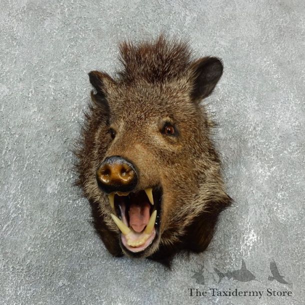 Peccary Taxidermy Mount For Sale #17919 @ The Taxidermy Store