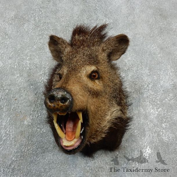 Peccary Taxidermy Mount For Sale #17921 @ The Taxidermy Store