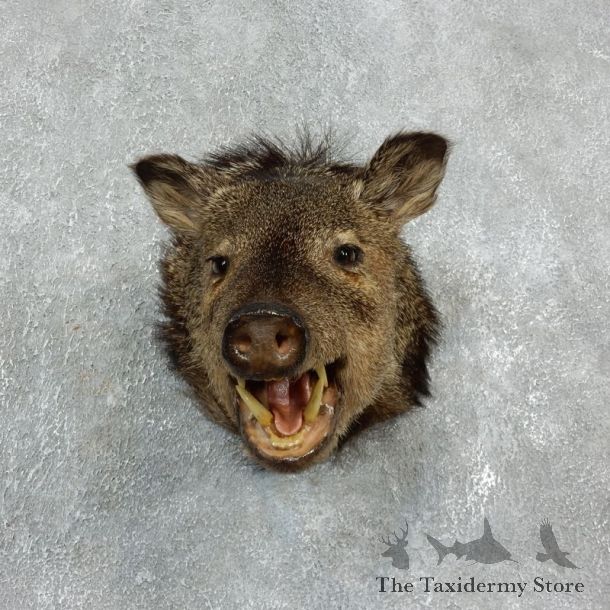 Peccary Taxidermy Mount For Sale #17923 @ The Taxidermy Store