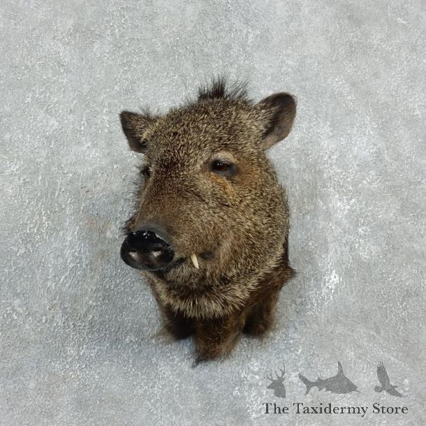Peccary Taxidermy Mount For Sale #17925 @ The Taxidermy Store