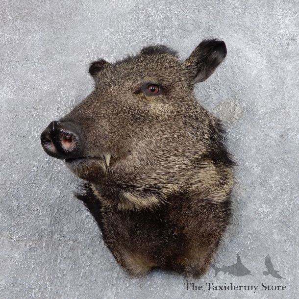 Peccary Taxidermy Mount For Sale #18729 @ The Taxidermy Store