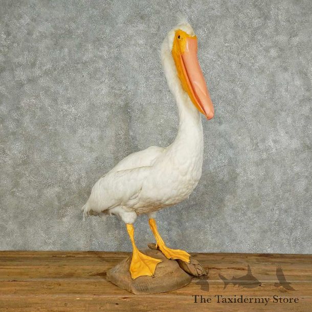 Pelican Replica Bird Mount For Sale #15972 @ The Taxidermy Store