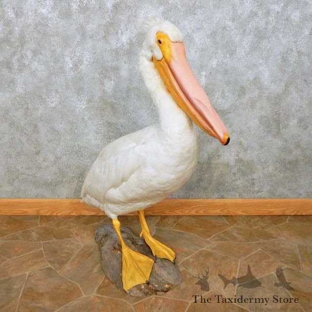 Pelican Replica Life-Size Mount For Sale #14526 @ The Taxidermy Store