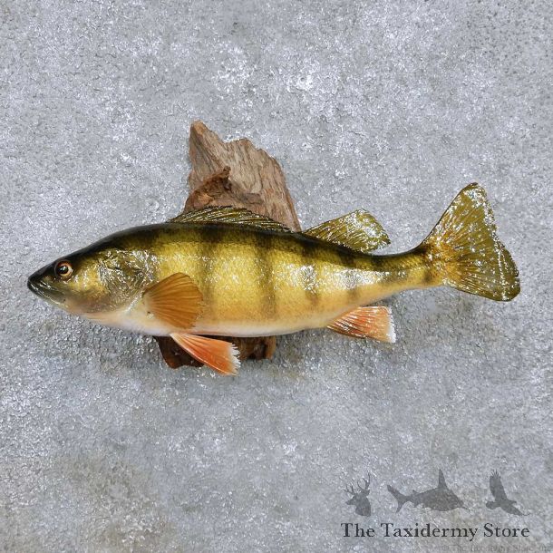 Perch Fish Mount For Sale #14221 @ The Taxidermy Store