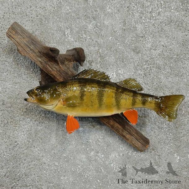 Perch Freshwater Fish Mount For Sale #16052 @ The Taxidermy Store