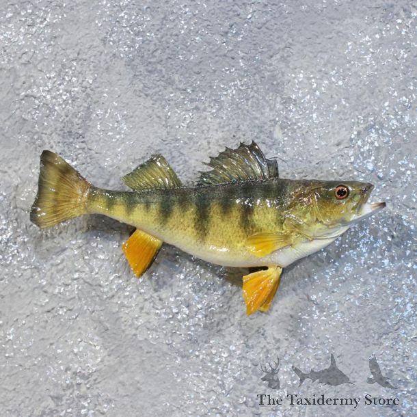 Yellow Perch Freshwater Fish Mount #10180 For Sale @ The Taxidermy Store