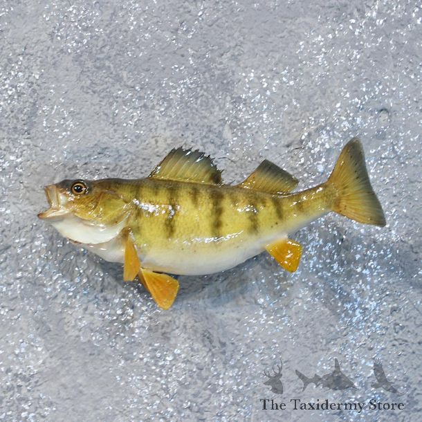 Yellow Perch Freshwater Fish Mount #10183 For Sale @ The Taxidermy Store
