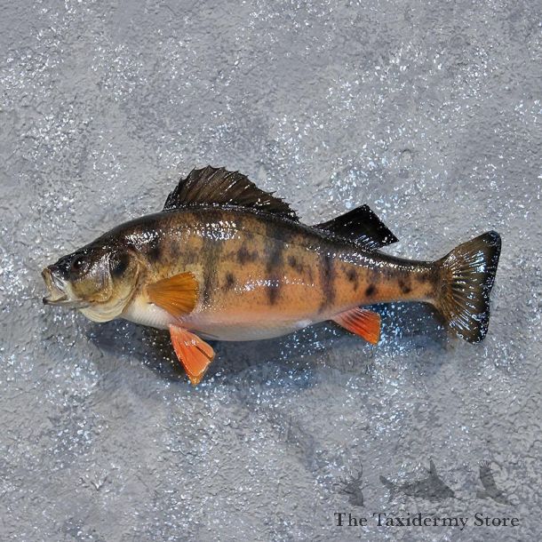 Yellow Perch Freshwater Fish Mount #10363 For Sale @ The Taxidermy Store