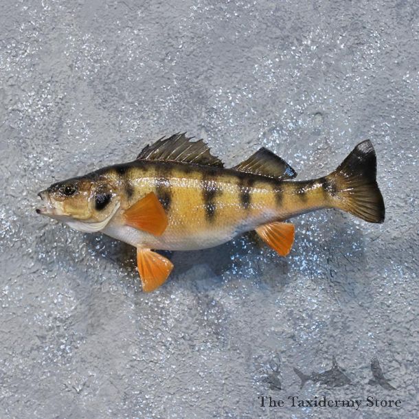 Yellow Perch Freshwater Fish Mount #10364 For Sale @ The Taxidermy Store