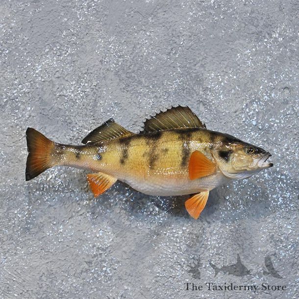 Yellow Perch Fish Mount #10365 For Sale @ The Taxidermy Store