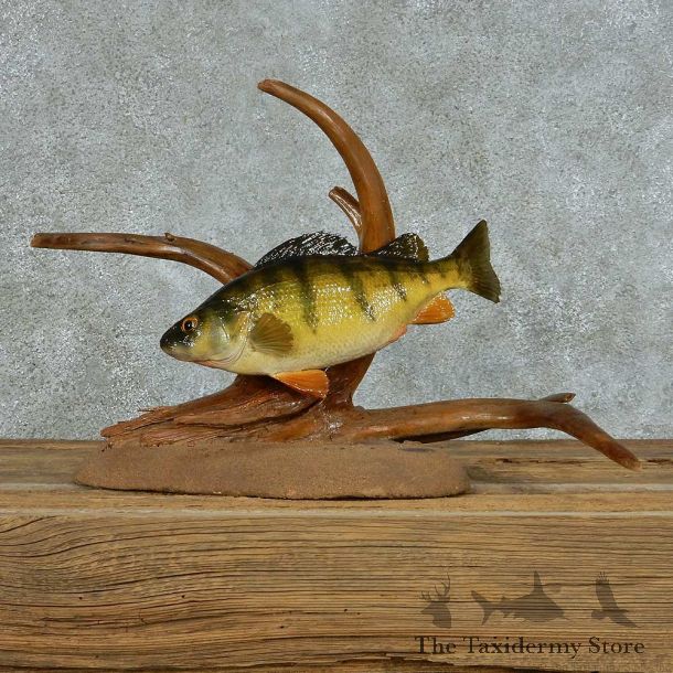 Swimming Perch Life Size Mount #13671 For Sale @ The Taxidermy Store