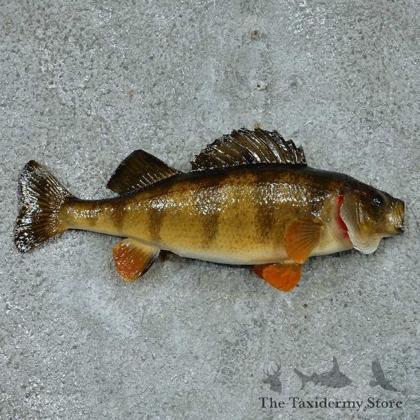 Perch Taxidermy Fish Mount #13333 For Sale @ The Taxidermy Store