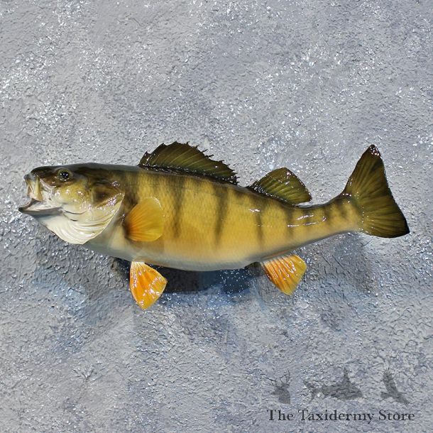Yellow Perch Freshwater Fish Mount #12215 For Sale @ The Taxidermy Store