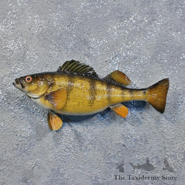 Yellow Perch Freshwater Fish Mount #12216 For Sale @ The Taxidermy Store