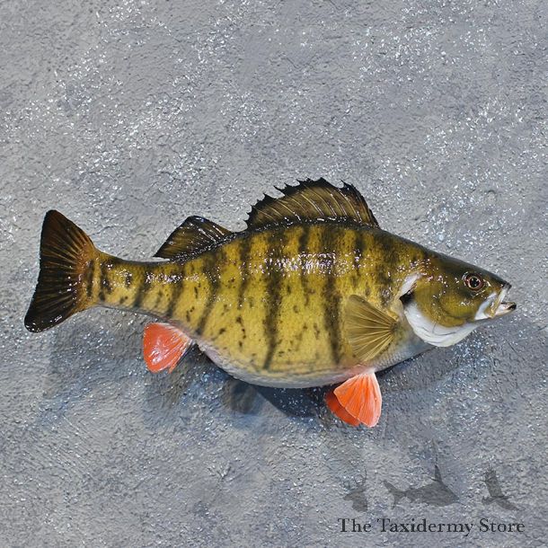Yellow Perch Freshwater Fish Mount #12217 For Sale @ The Taxidermy Store