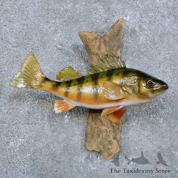 Perch Fish Mount For Sale #14343 @ The Taxidermy Store
