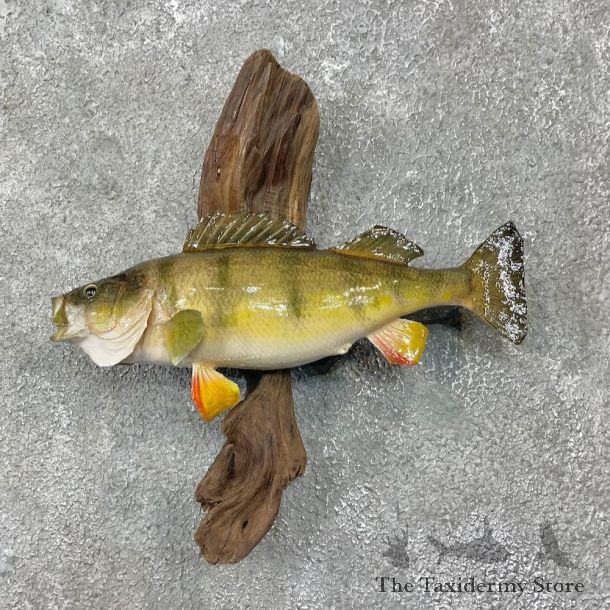 Yellow Perch Fish Mount For Sale #25569 @ The Taxidermy Store