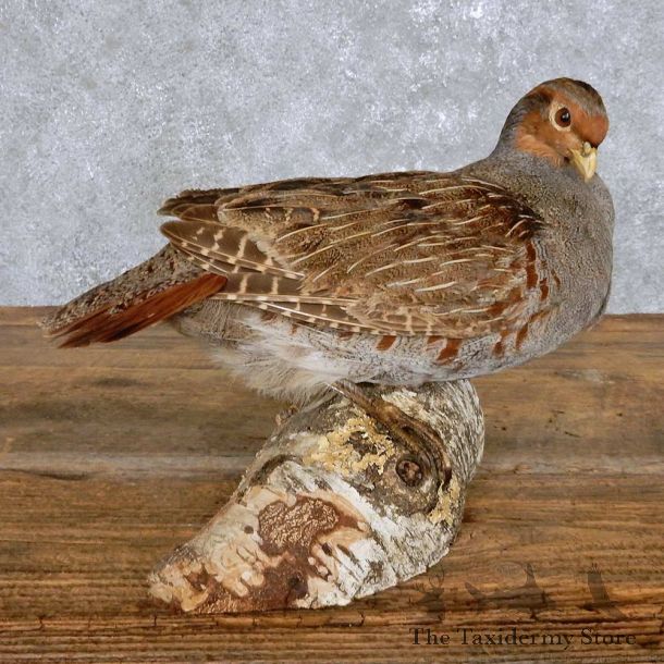 Standing Hungarian Partridge Bird Mount For Sale #14211 @ The Taxidermy Store
