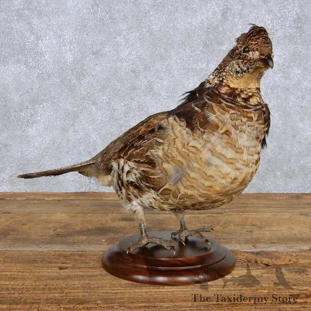 Standing Ruffed Grouse Bird Mount For Sale #14212 @ The Taxidermy Store