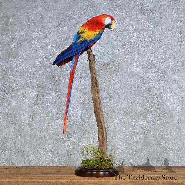 Scarlet Macaw Bird Mount For Sale #14203 @ The Taxidermy Store