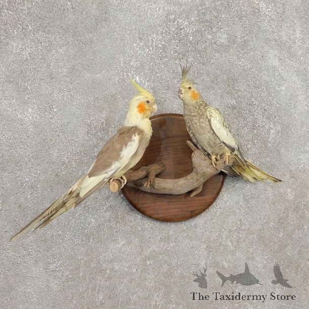 Perched Cockatiel Pair Mount For Sale #21266 @ The Taxidermy Store