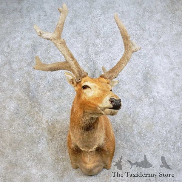 Pere David Deer Shoulder Mount For Sale #15876 @ The Taxidermy Store