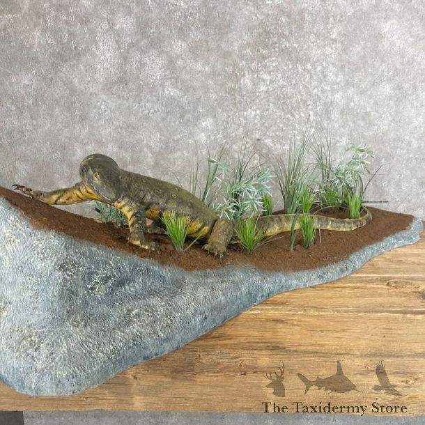 Perentie Monitor Lizard Mount For Sale #28031 @ The Taxidermy Store
