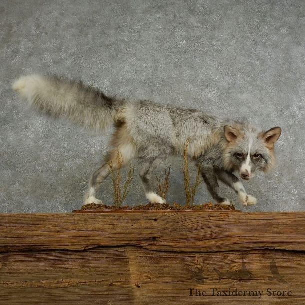 Perlitena Fox Life-Size Mount For Sale #17043 @ The Taxidermy Store