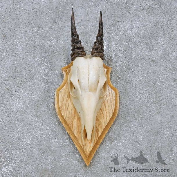 Peters Duiker Skull & Horn European Mount For Sale #14514 @ The Taxidermy Store