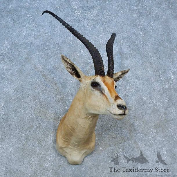 Peter’s Gazelle Shoulder Mount For Sale #15484 @ The Taxidermy Store