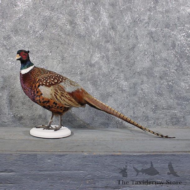 Ringneck Pheasant Bird Mount #11846 For Sale @ The Taxidermy Store