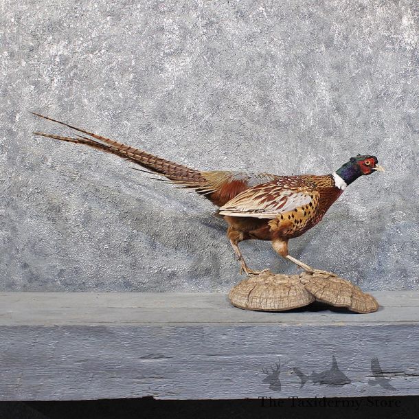 Ringneck Pheasant Bird Mount #11847 For Sale @ The Taxidermy Store