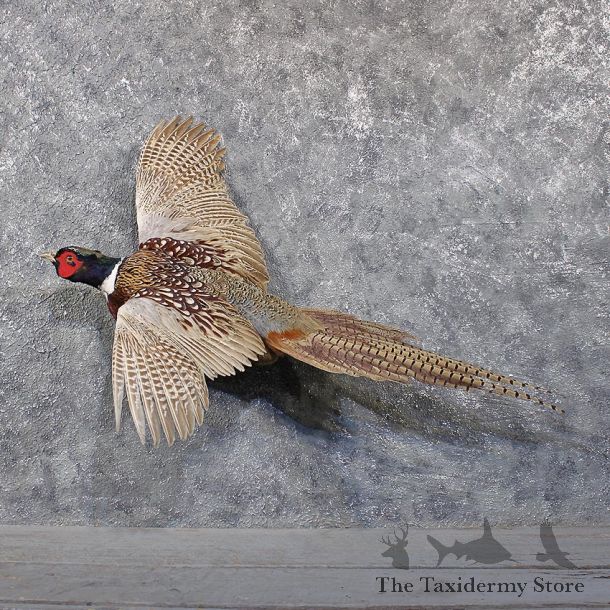 Ringneck Pheasant Bird Mount #11848 For Sale @ The Taxidermy Store