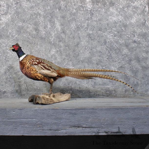Ringneck Pheasant Bird Mount #11849 For Sale @ The Taxidermy Store
