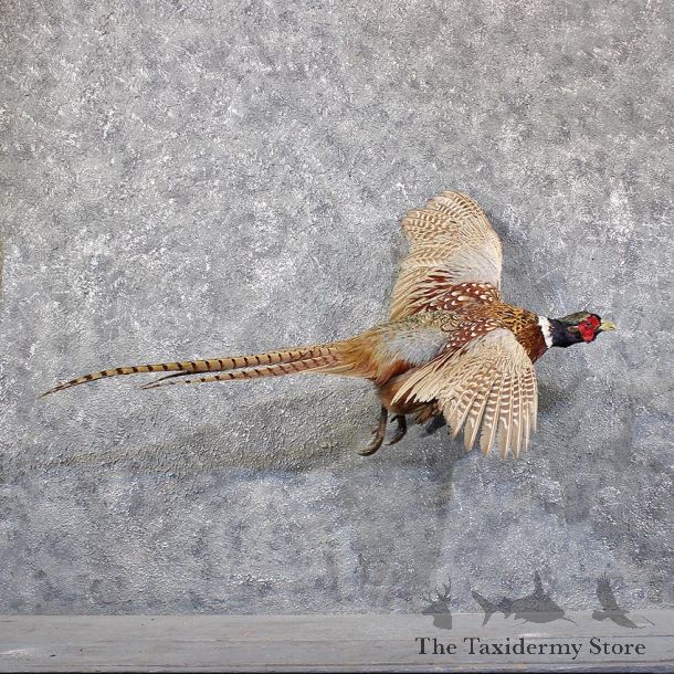 Ringneck Pheasant Bird Mount #11850 For Sale @ The Taxidermy Store