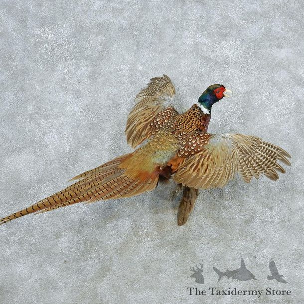 Flying Ringneck Pheasant Life Size Taxidermy Mount #13038 For Sale @ The Taxidermy Store