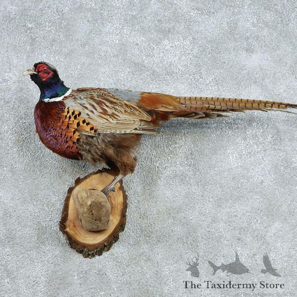 Perched Ringneck Pheasant Life Size Taxidermy Mount #13045 For Sale @ The Taxidermy Store