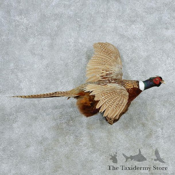 Flying Ringneck Pheasant Life Size Taxidermy Mount #13048 For Sale @ The Taxidermy Store