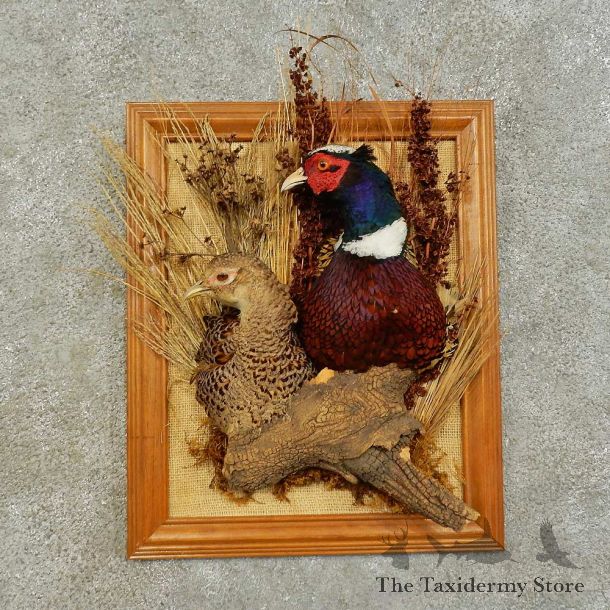 Ringneck Pheasant Pair Mount For Sale #16286 @ The Taxidermy Store