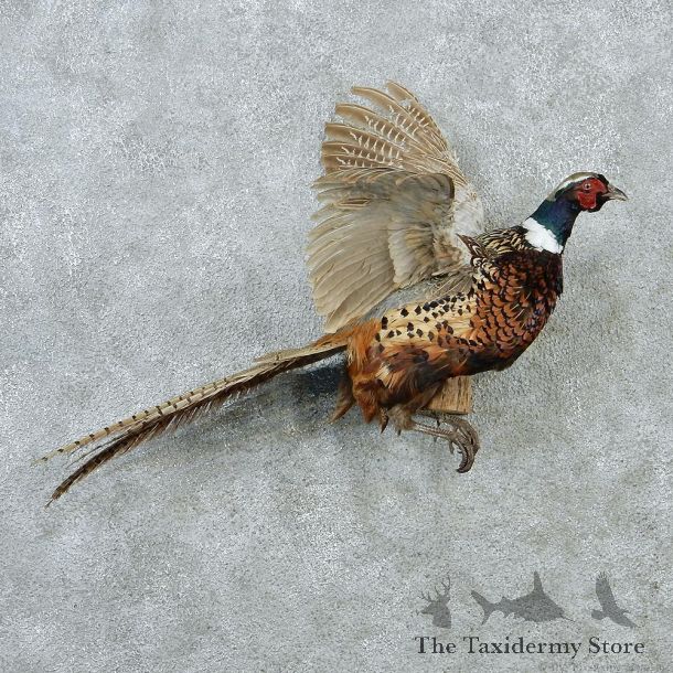 Ringneck Pheasant Taxidermy Mount #12864 For Sale @ The Taxidermy Store