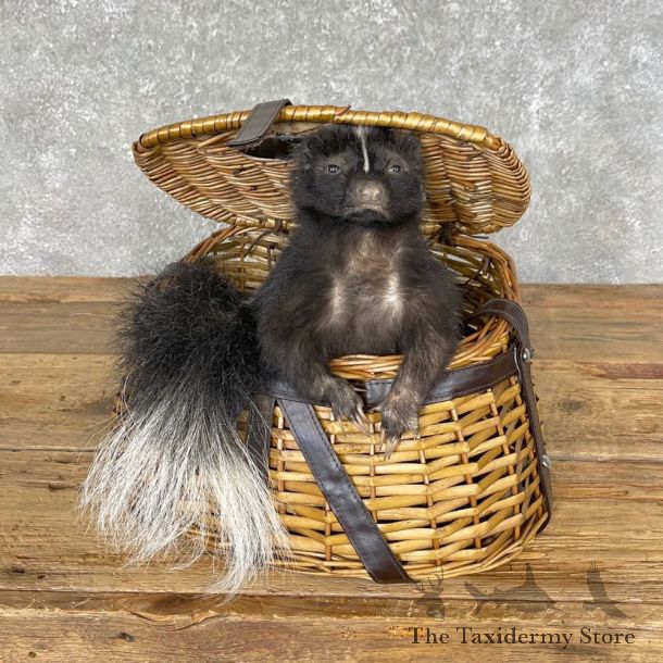 Picnic Basket Skunk Novelty Mount For Sale #24578 @ The Taxidermy Store