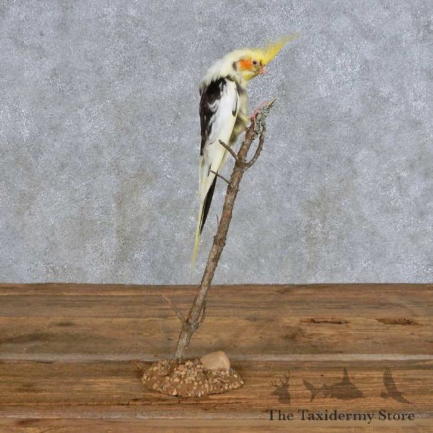Perched Piebald Cockatiel Mount For Sale #14399 @ The Taxidermy Store