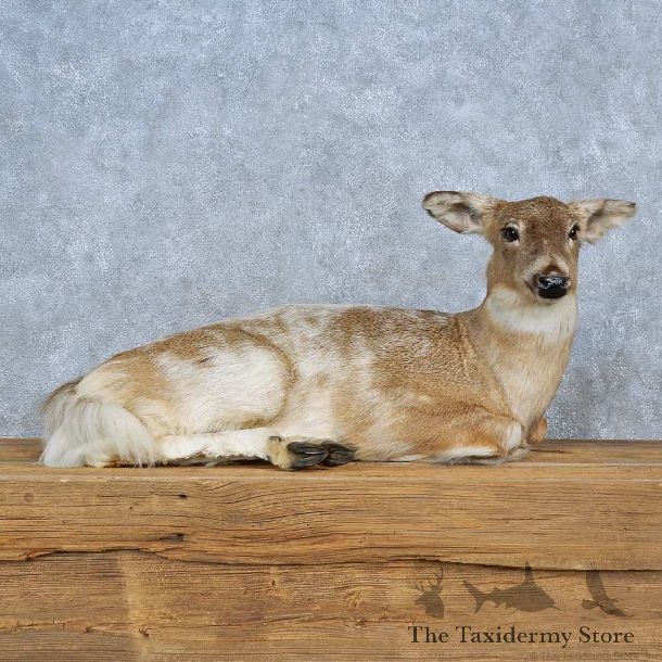 Piebald Deer Life-Size Mount For Sale #15413 @ The Taxidermy Store