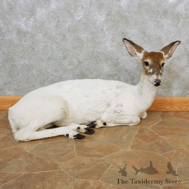 Piebald Doe Life-Size Mount For Sale #14394 @ The Taxidermy Store