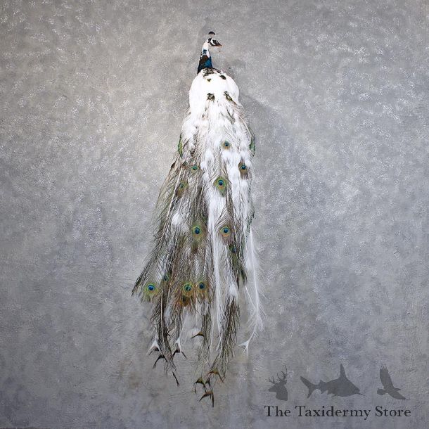 Piebald Indian Peacock Mount #11882 For Sale @ The Taxidermy Store