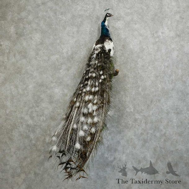 Indian Peacock Bird Mount For Sale #16058 @ The Taxidermy Store