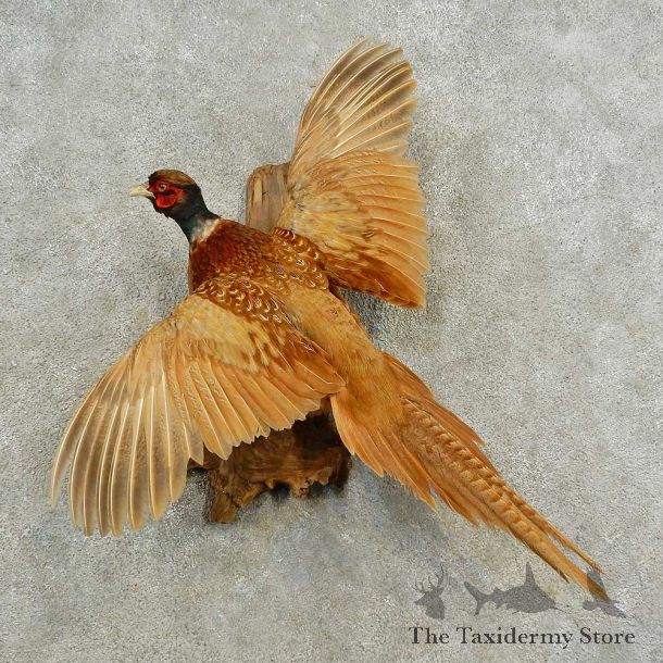 Pied Ringneck Pheasant Bird Mount For Sale #16582 @ The Taxidermy Store